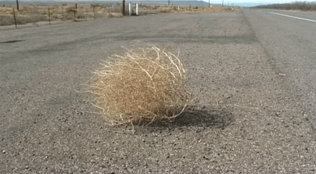 Tumbleweed GIFs 52 Animated Pictures Of Tumbleweed For Free Tumbleweed GIFs 52 Animated Pictures Of Tumbleweed For Free